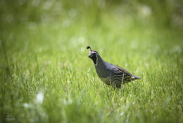 New Zealand 2025 (2 group) (46/84)